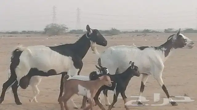 ماعز جنوبيات متاويم للبيع 4