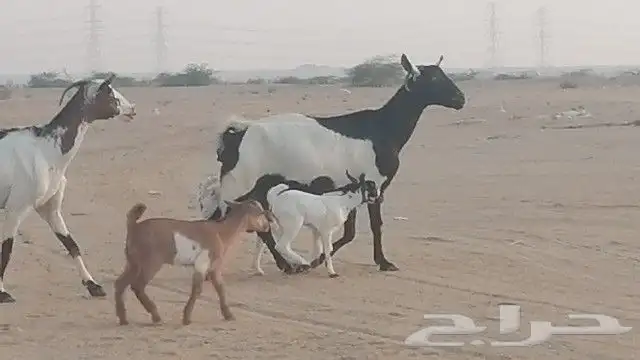 ماعز جنوبيات متاويم للبيع 29