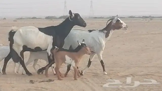 ماعز جنوبيات متاويم للبيع 23