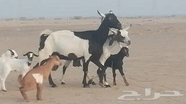 ماعز جنوبيات متاويم للبيع 11