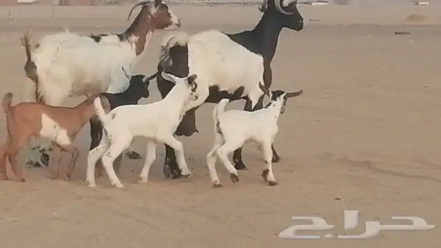 ماعز جنوبيات متاويم للبيع 15