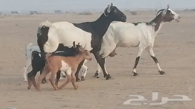 ماعز جنوبيات متاويم للبيع 7