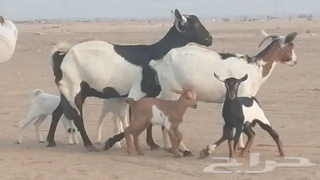 ماعز جنوبيات متاويم للبيع 8