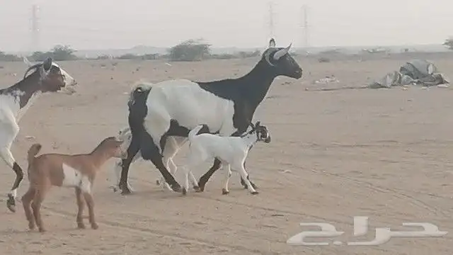 ماعز جنوبيات متاويم للبيع 2
