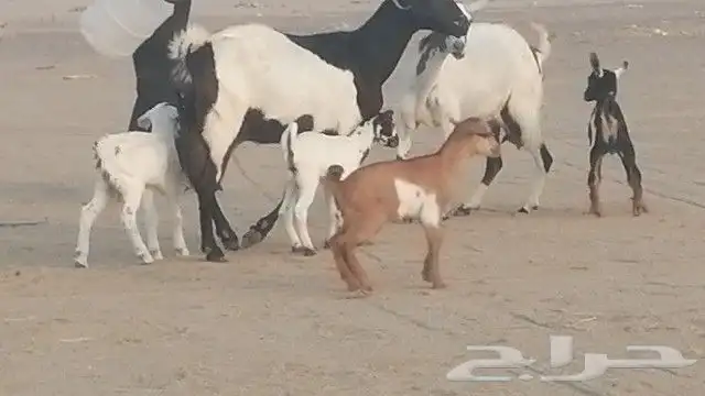 ماعز جنوبيات متاويم للبيع 21