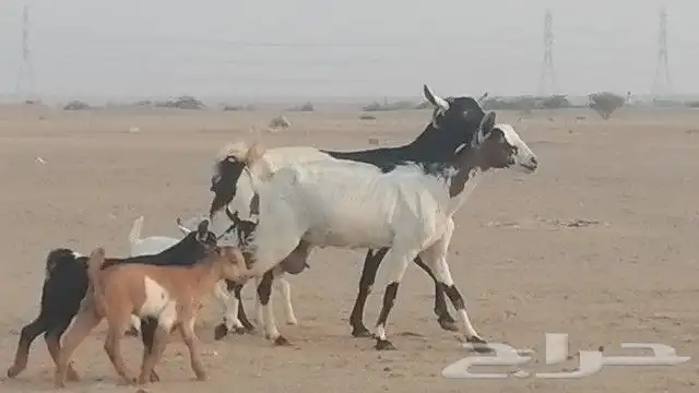 ماعز جنوبيات متاويم للبيع 27