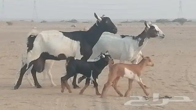 ماعز جنوبيات متاويم للبيع 6