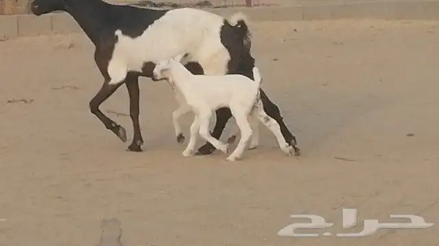 ماعز جنوبيات متاويم للبيع 18