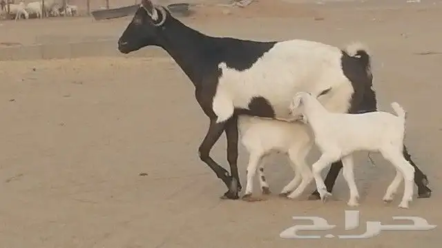 ماعز جنوبيات متاويم للبيع 14