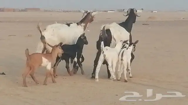 ماعز جنوبيات متاويم للبيع 16