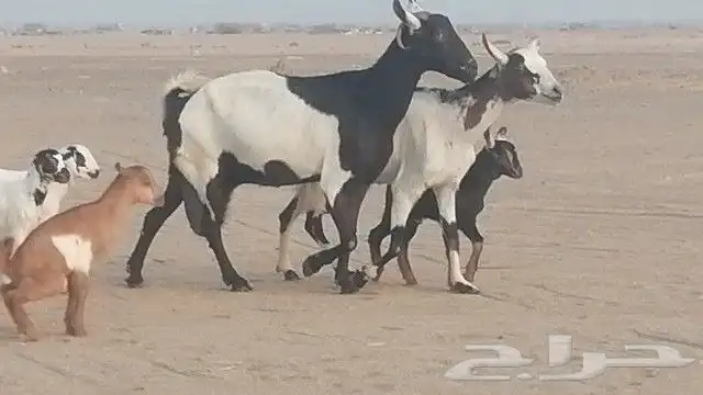 ماعز جنوبيات متاويم للبيع 10