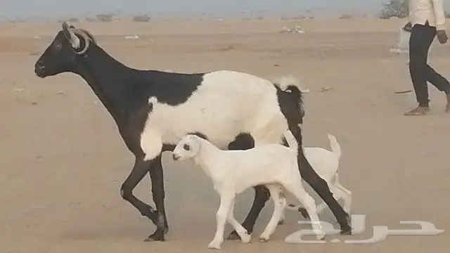 ماعز جنوبيات متاويم للبيع 17