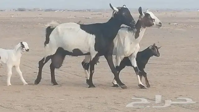 ماعز جنوبيات متاويم للبيع 9