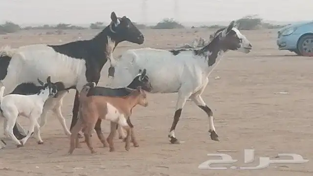 ماعز جنوبيات متاويم للبيع 0