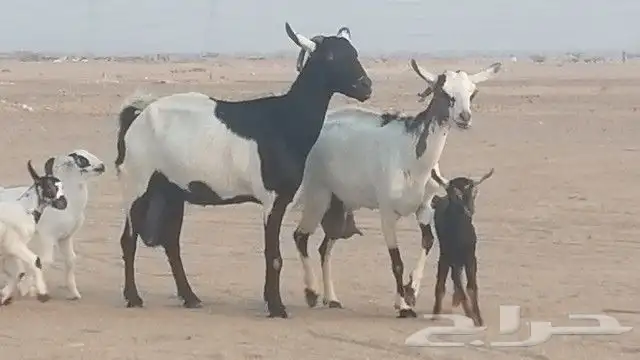 ماعز جنوبيات متاويم للبيع 22