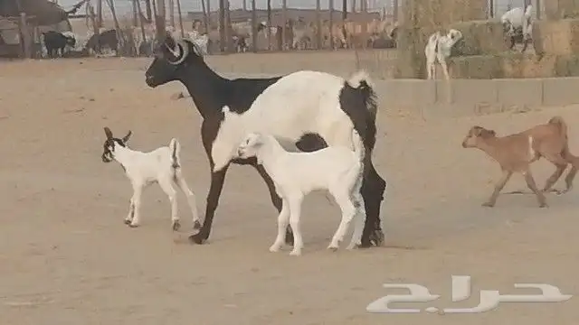 ماعز جنوبيات متاويم للبيع 12