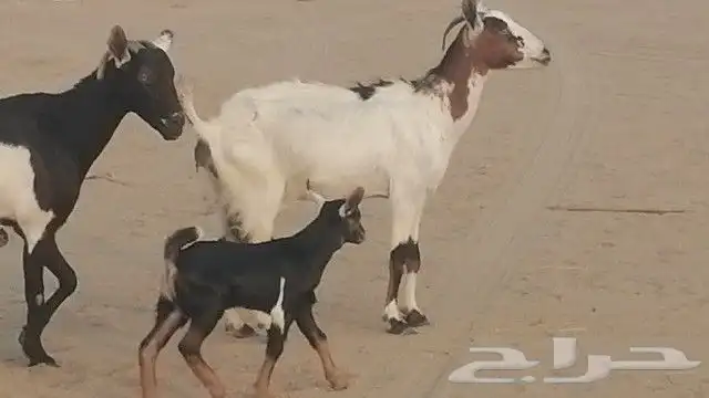 ماعز جنوبيات متاويم للبيع 19