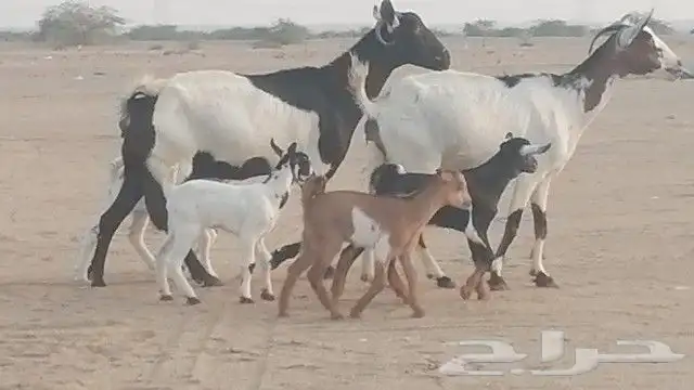 ماعز جنوبيات متاويم للبيع 25