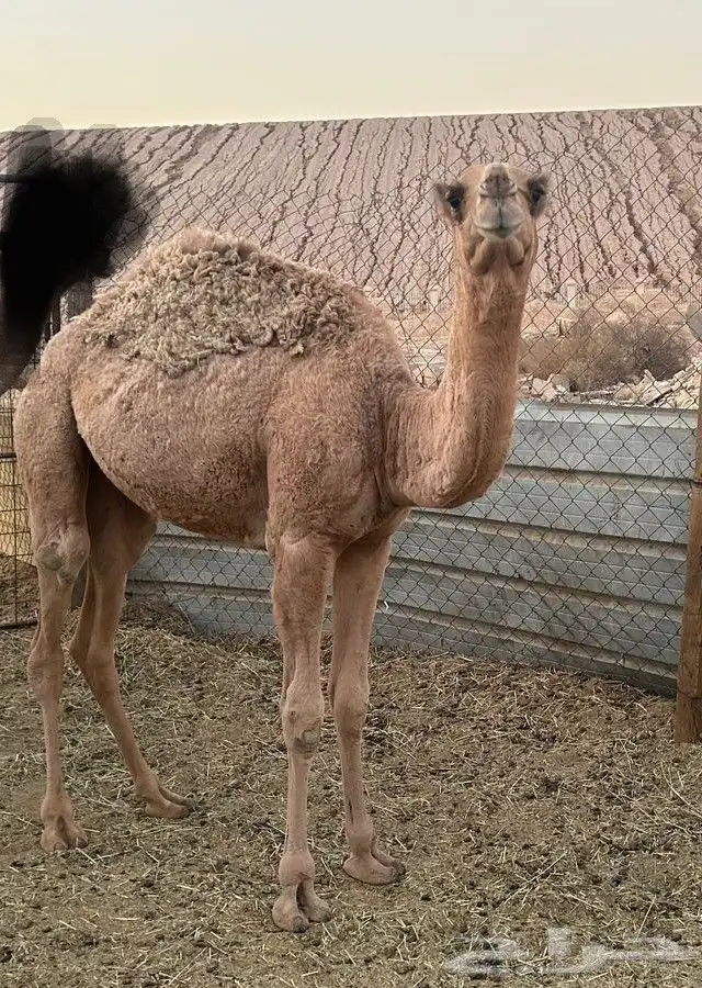 بكرا حشو قصب 2