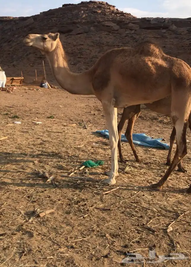 بكره هجن اصيل بنت ولد السيف 0