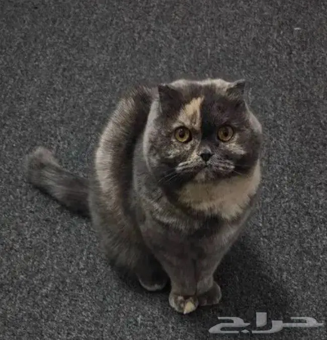قطه سكوتش فولد للبيع عالسوم 0