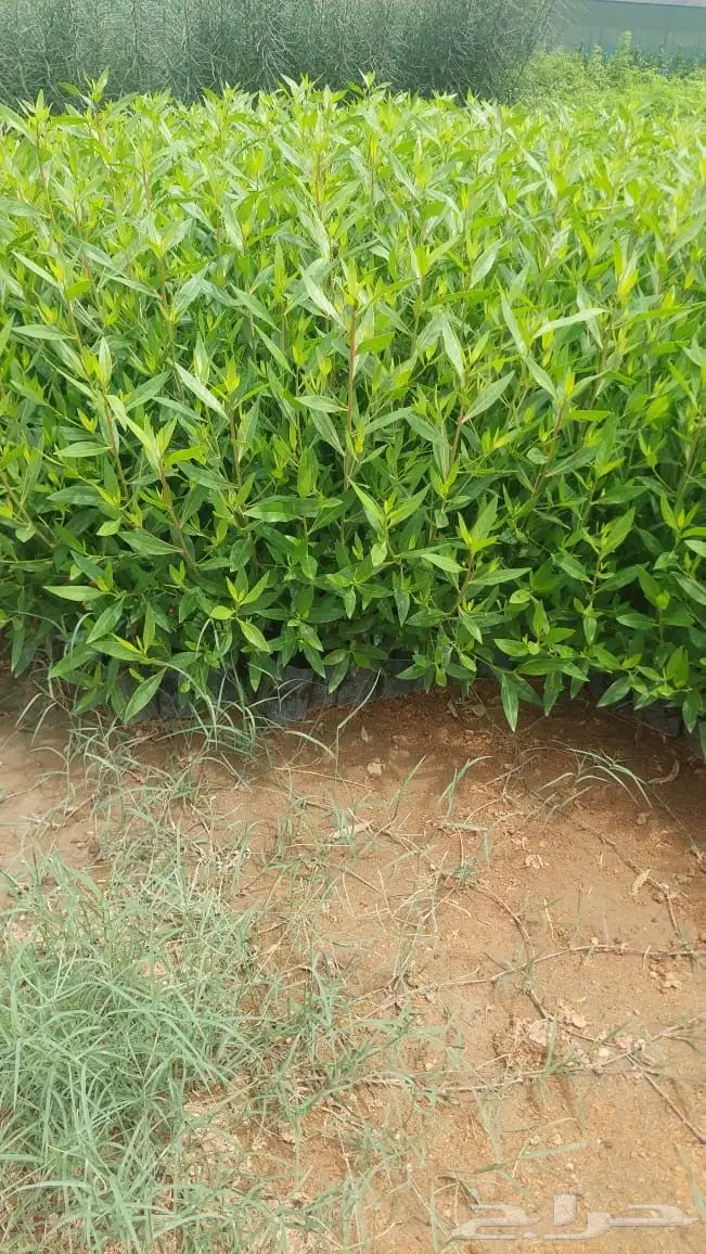 زراعه وحدائق 30