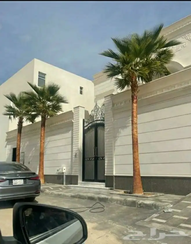 نخل واشنطنيا زينه أمريكي 9