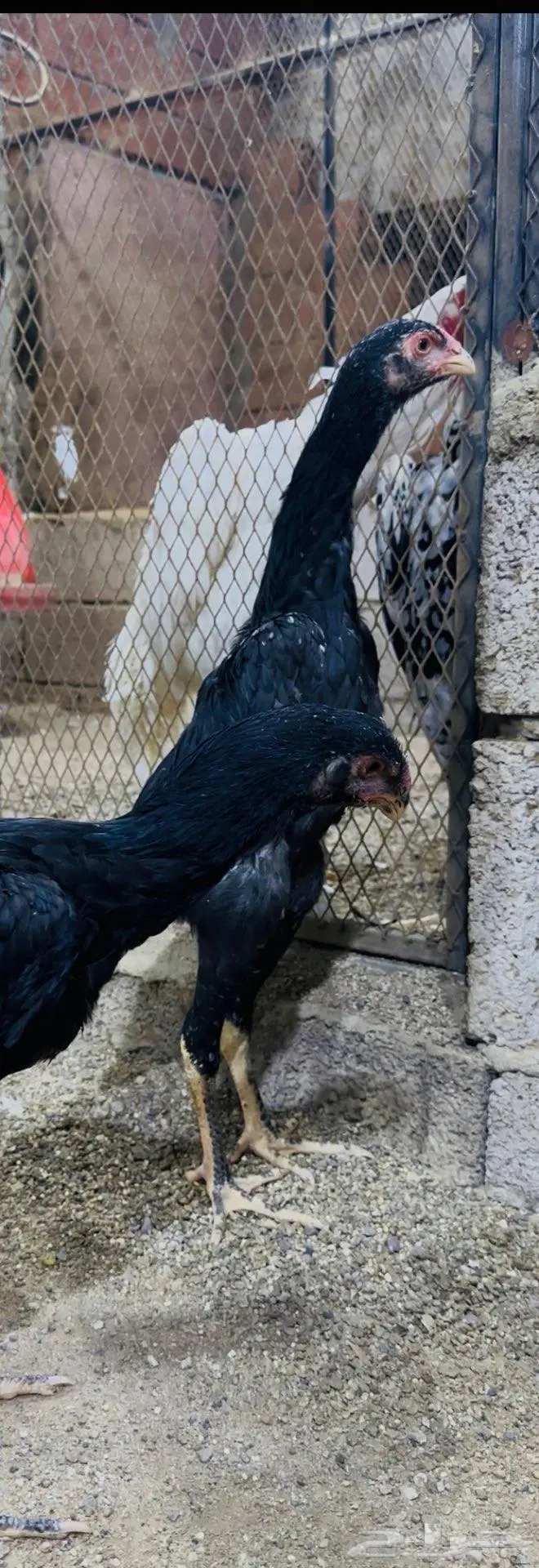 فرختين شامو الماني هزاز ( تم البيع ) 1