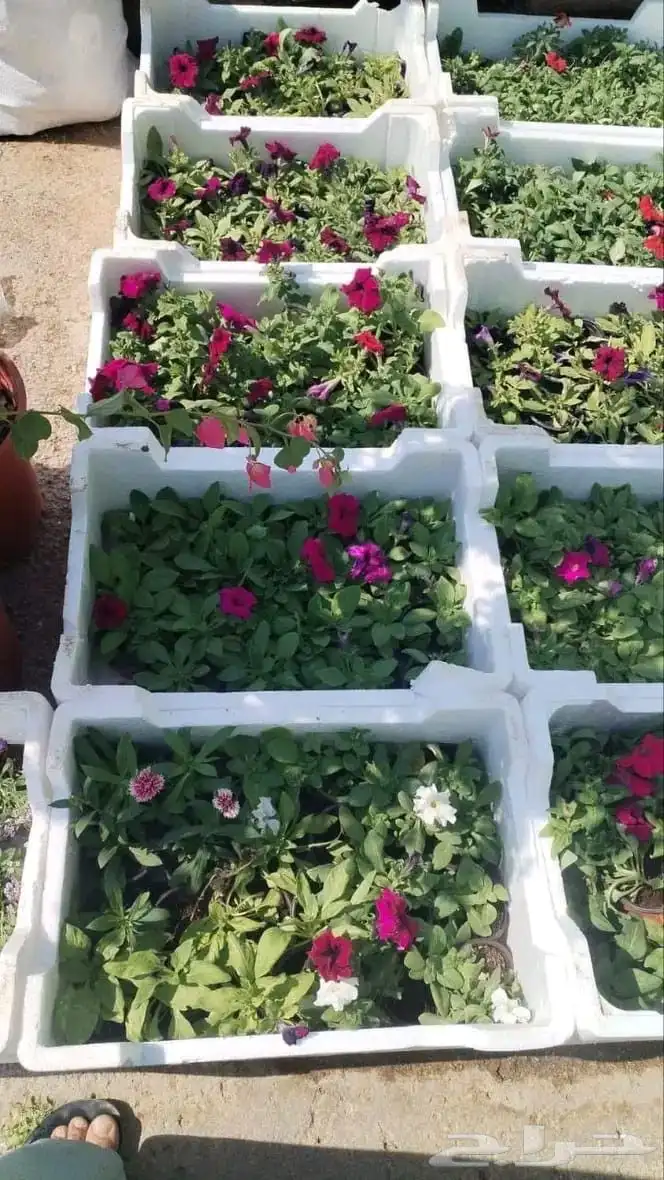 تنسيق حدائق 0