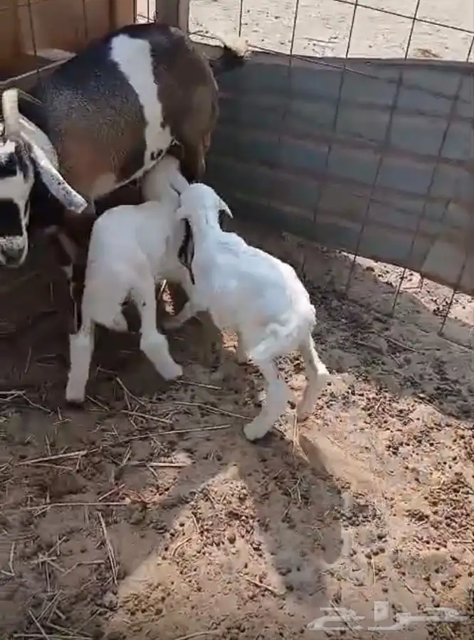 طليان دواغير 1