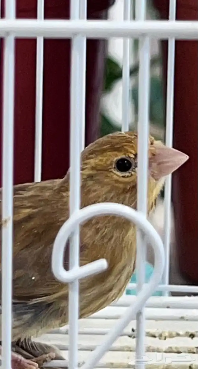 عدد اثنين فروخ كناري ( تم البيع ) 5