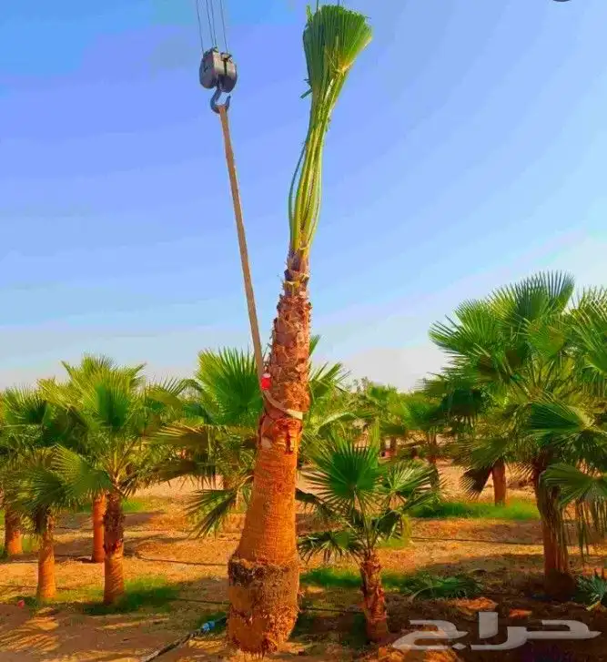 نخل واشنطني واشنطونيا نخل مثمر نقايل جثايث اخلاص سكري برحي ص 0