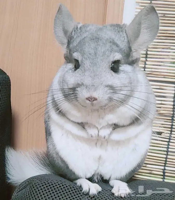 شانشيلا بلاك وايت 2