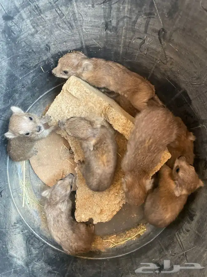 وبران مواليد مناسبه ل التوليف 1