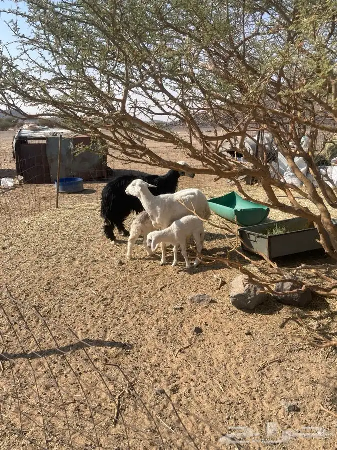 للبيع شواهات 2