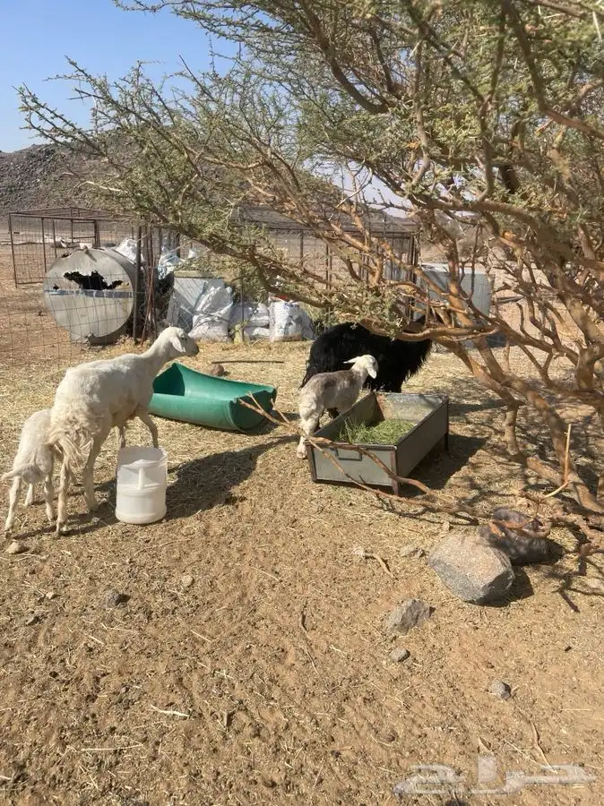 للبيع شواهات 0