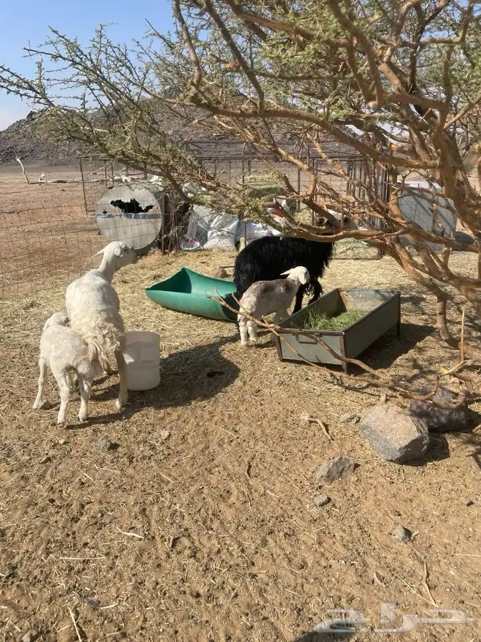 للبيع شواهات 1