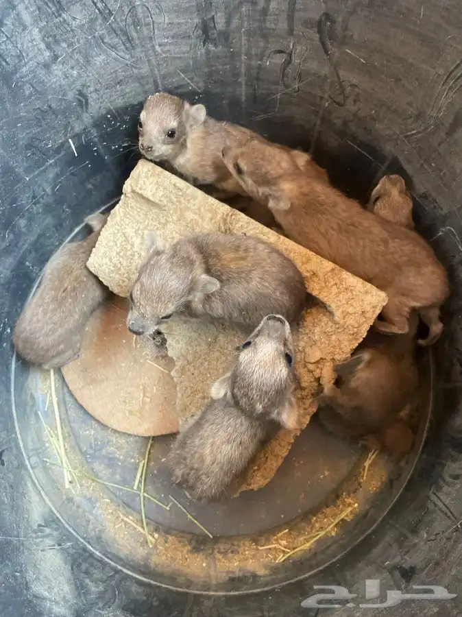 وبران مواليد مناسبه ل التوليف 0