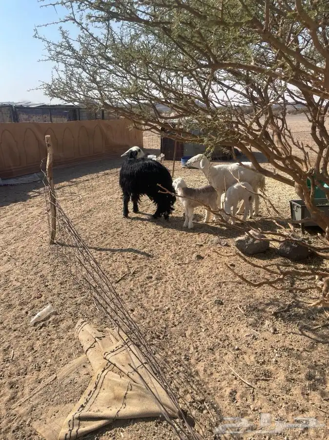 للبيع شواهات 4