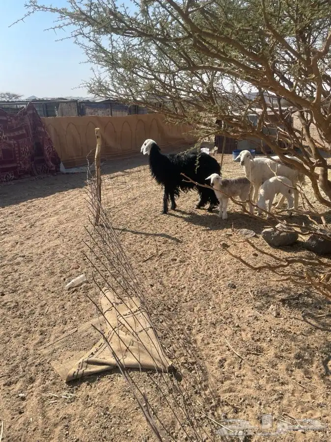 للبيع شواهات 3