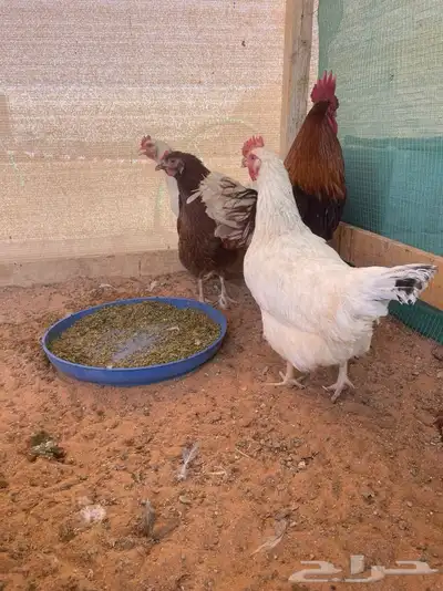 دجاج لهمان بياض index