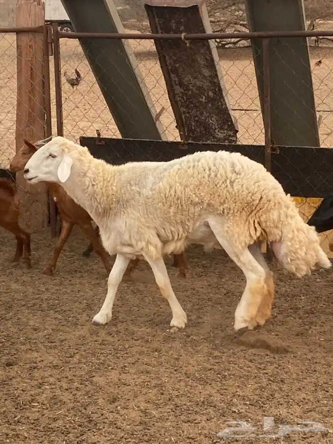 فحل ممتاز وجرم يتعلم يكشف 1