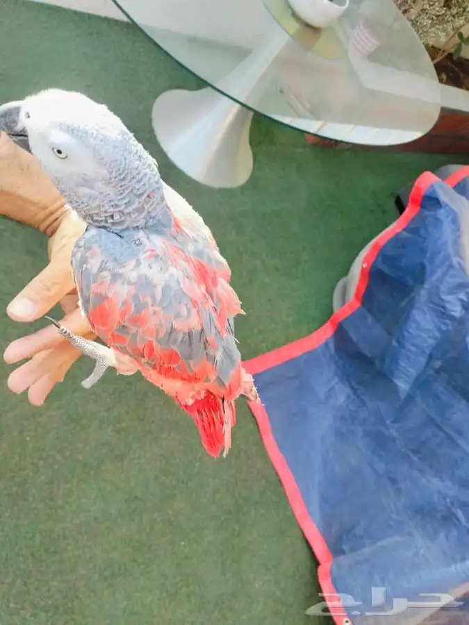 كاسكو طفره نادره 4