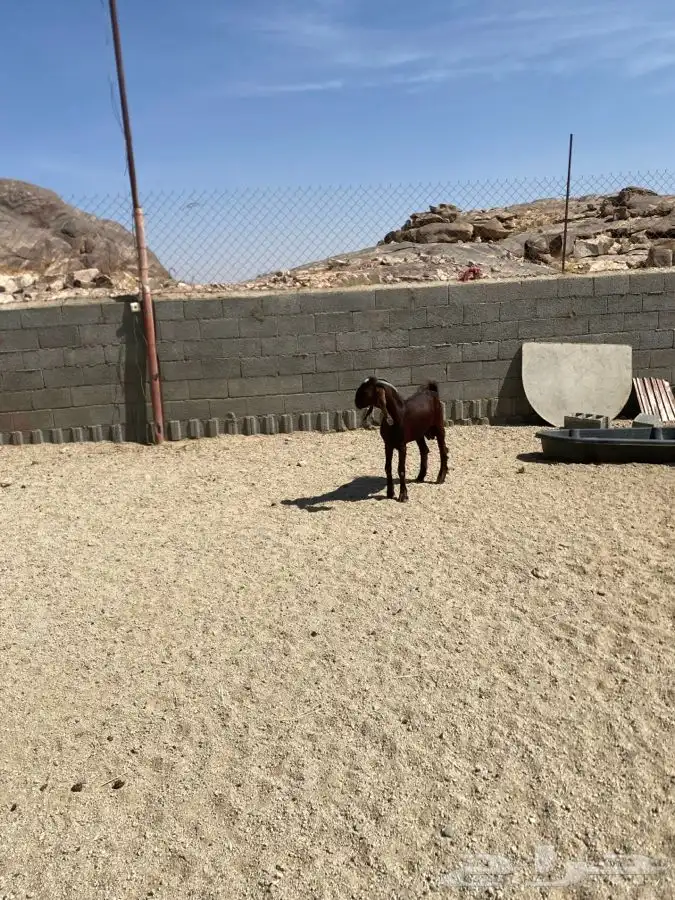 تيس مهجن ادهم جذع فحل 1