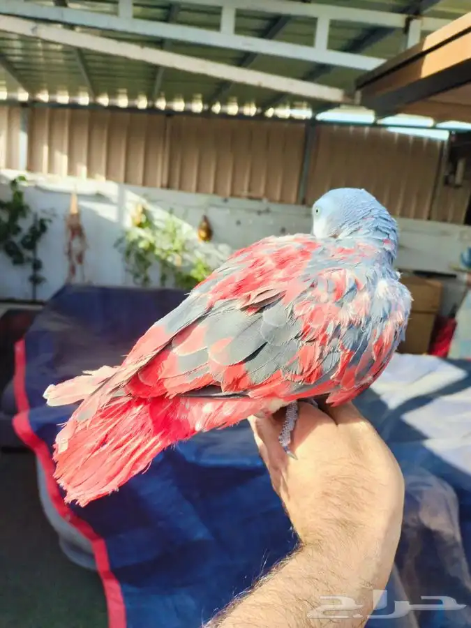 كاسكو طفره نادره 8