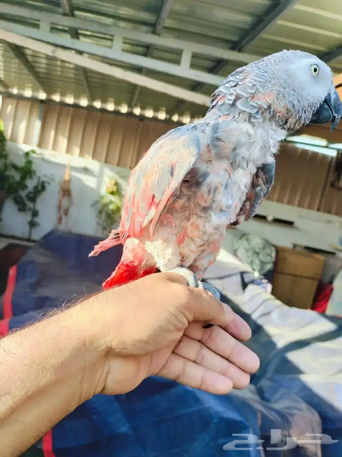 كاسكو طفره نادره 7