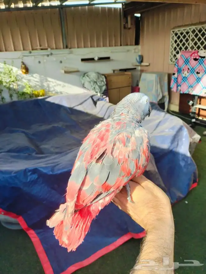 كاسكو طفره نادره 6