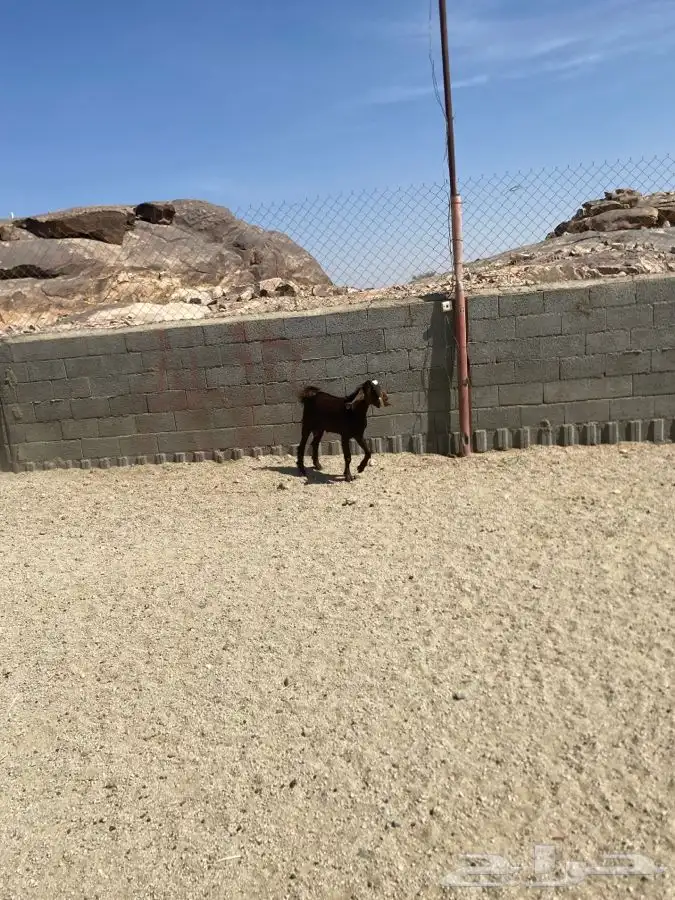 تيس مهجن ادهم جذع فحل 2