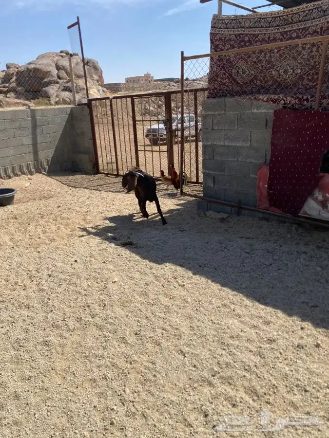 تيس مهجن ادهم جذع فحل 3