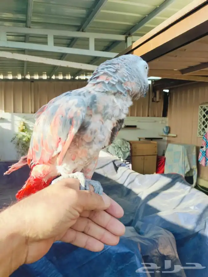 كاسكو طفره نادره 9